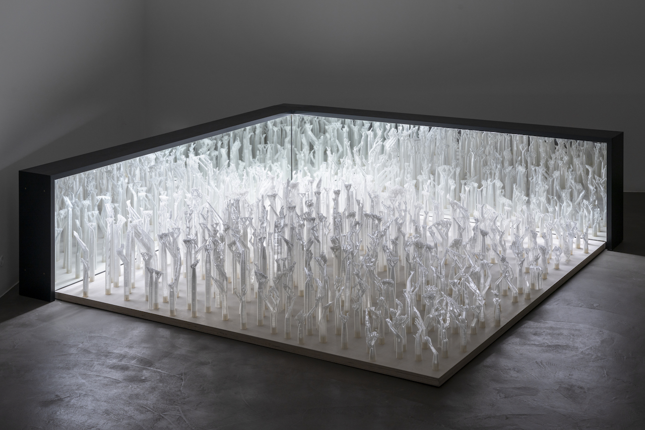 "Pellucid Copse" (Photo: Nicolas Brasseur)