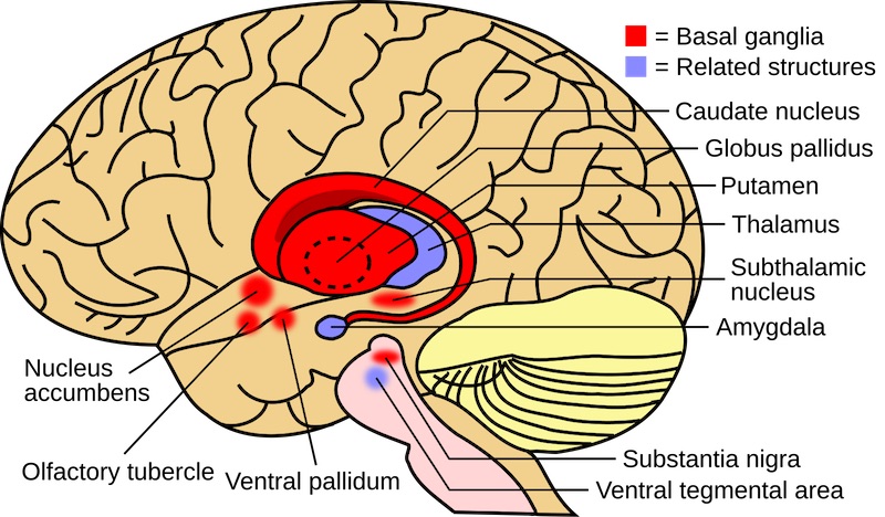 first successful treatment of Huntington's disease