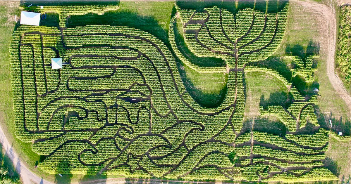 Maine Orchard Wins “Best Corn Maze” in the Nation for Fourth Consecutive Year