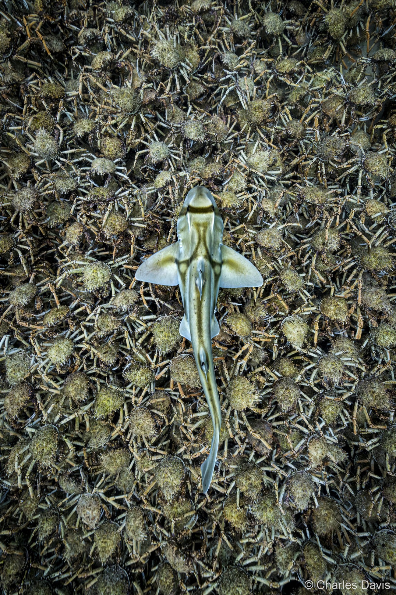 Spider crabs out of their shells with shark swimming over them