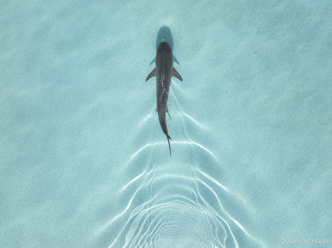 Aerial view of tiger shark