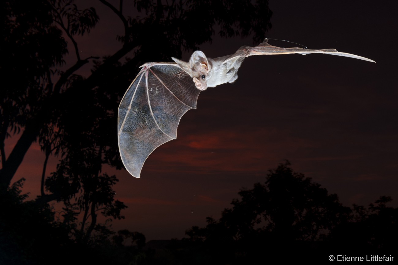 Ghost bat in flight