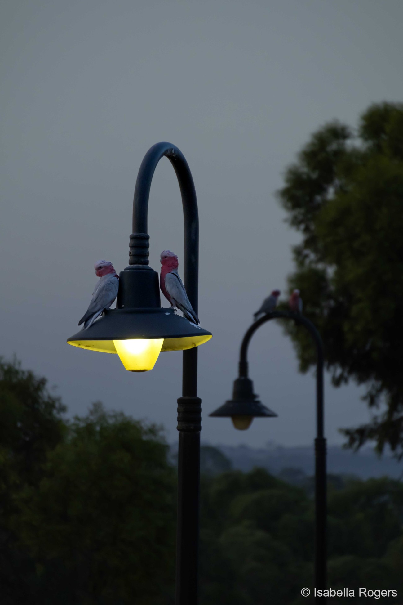 Galahs on a lampost