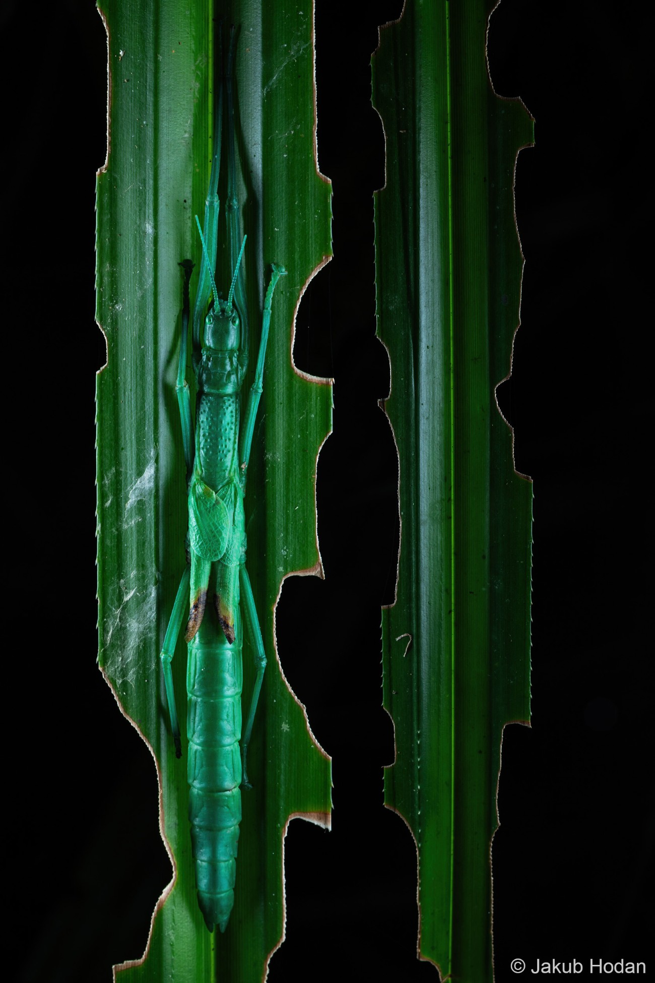 Peppermint stick insects