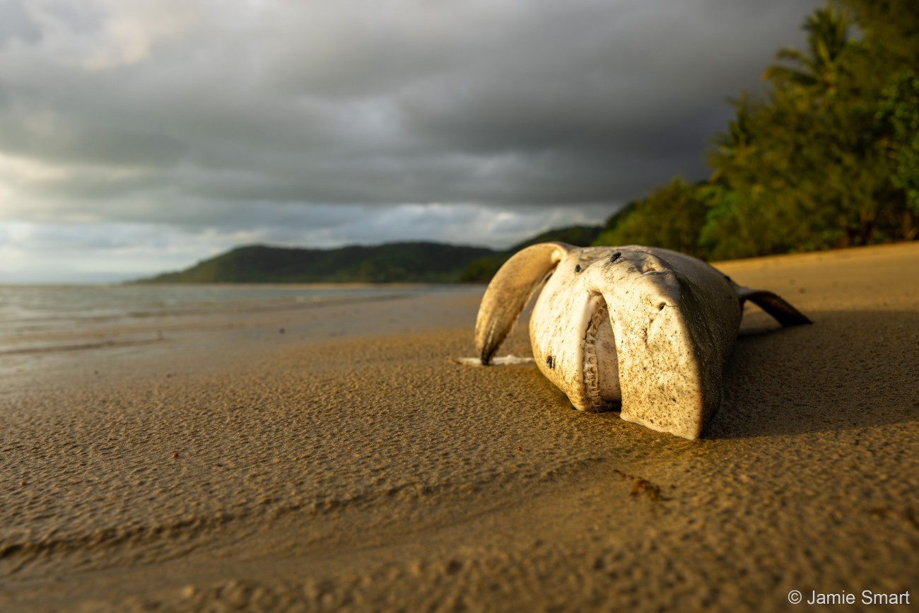 Blacktip reef shark carcass washed up on a North Queensland beach
