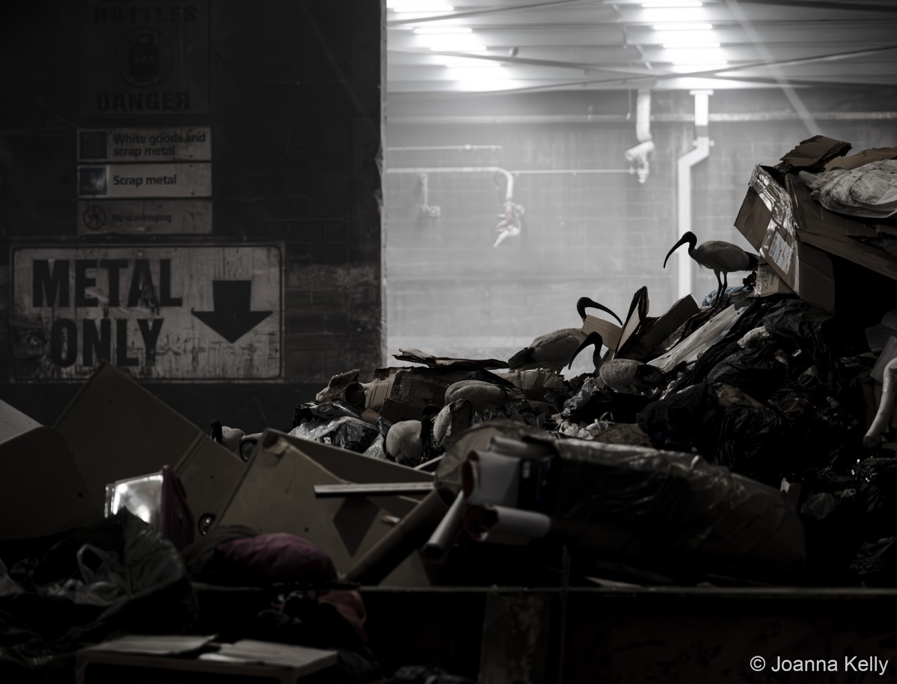 Australian white ibis living in machinery