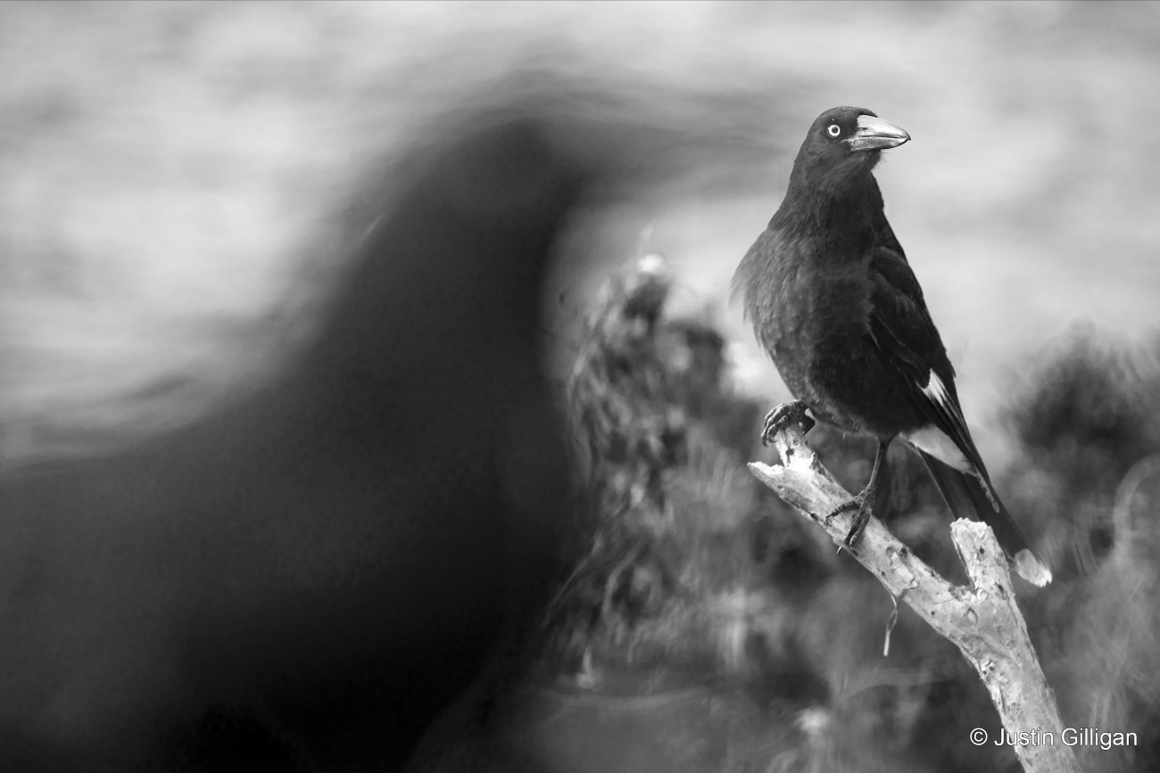 Lord Howe Currawong