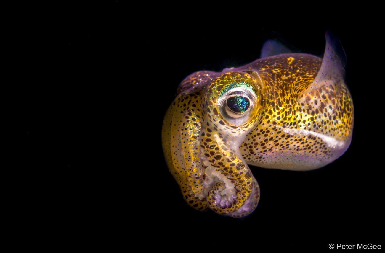 Bobtail squid