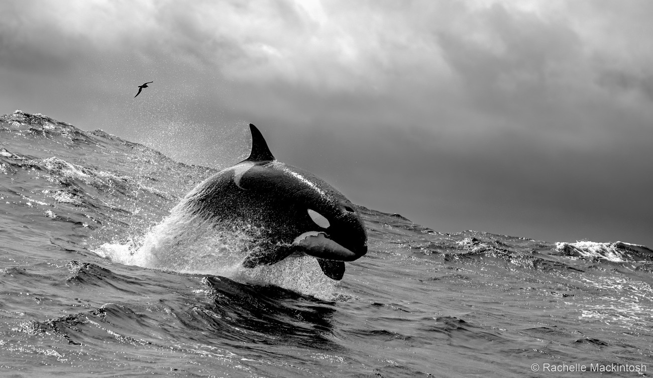 Orca leaping out of the water