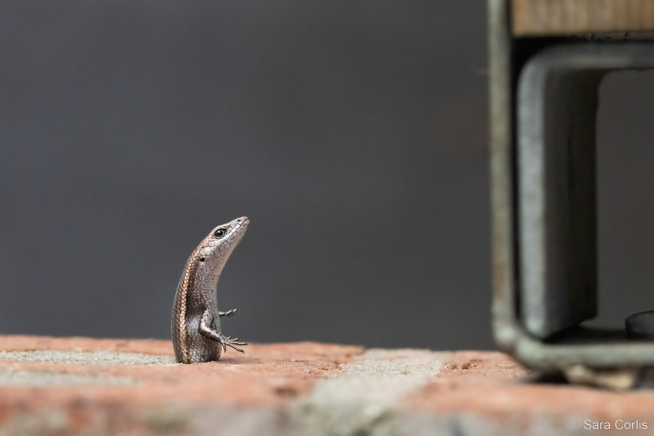Garden skink trapped in a brick wall