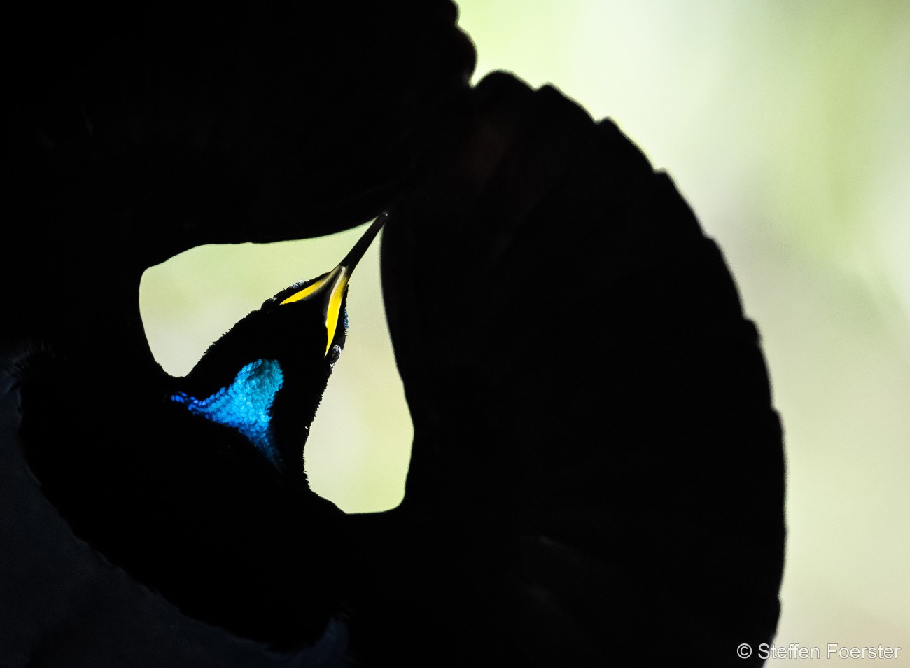 Male Victoria’s riflebirds perform striking courtship display