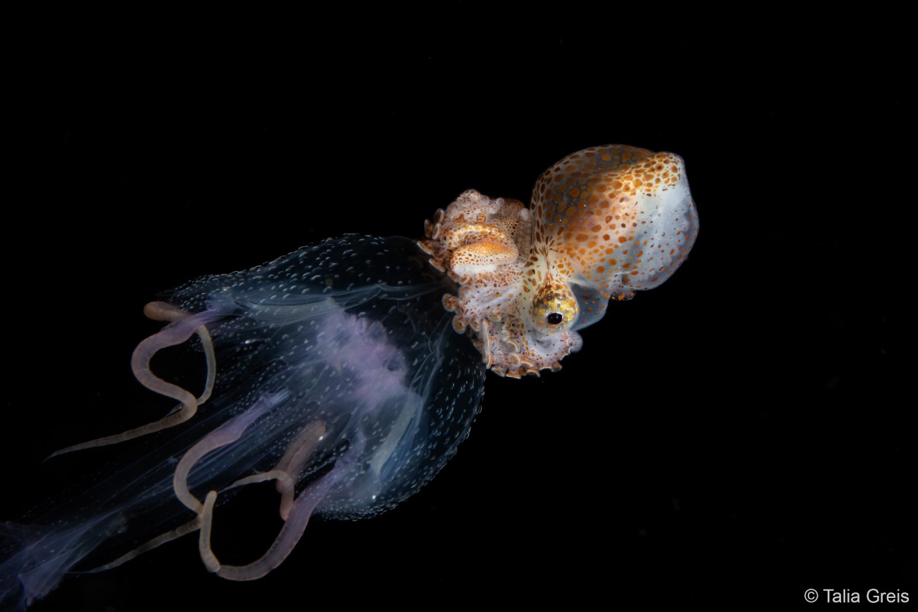 Paper nautilus riding on a jellyfish