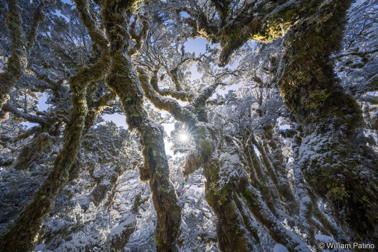 Snow covered beech trees