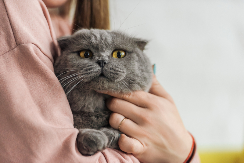 Cat being held by woman