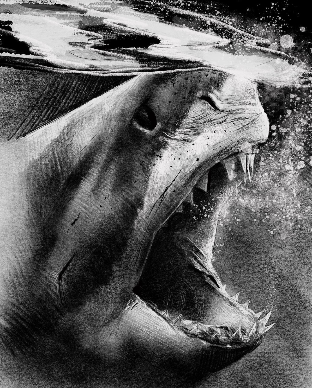 Shark drawing by Euan Rannachan