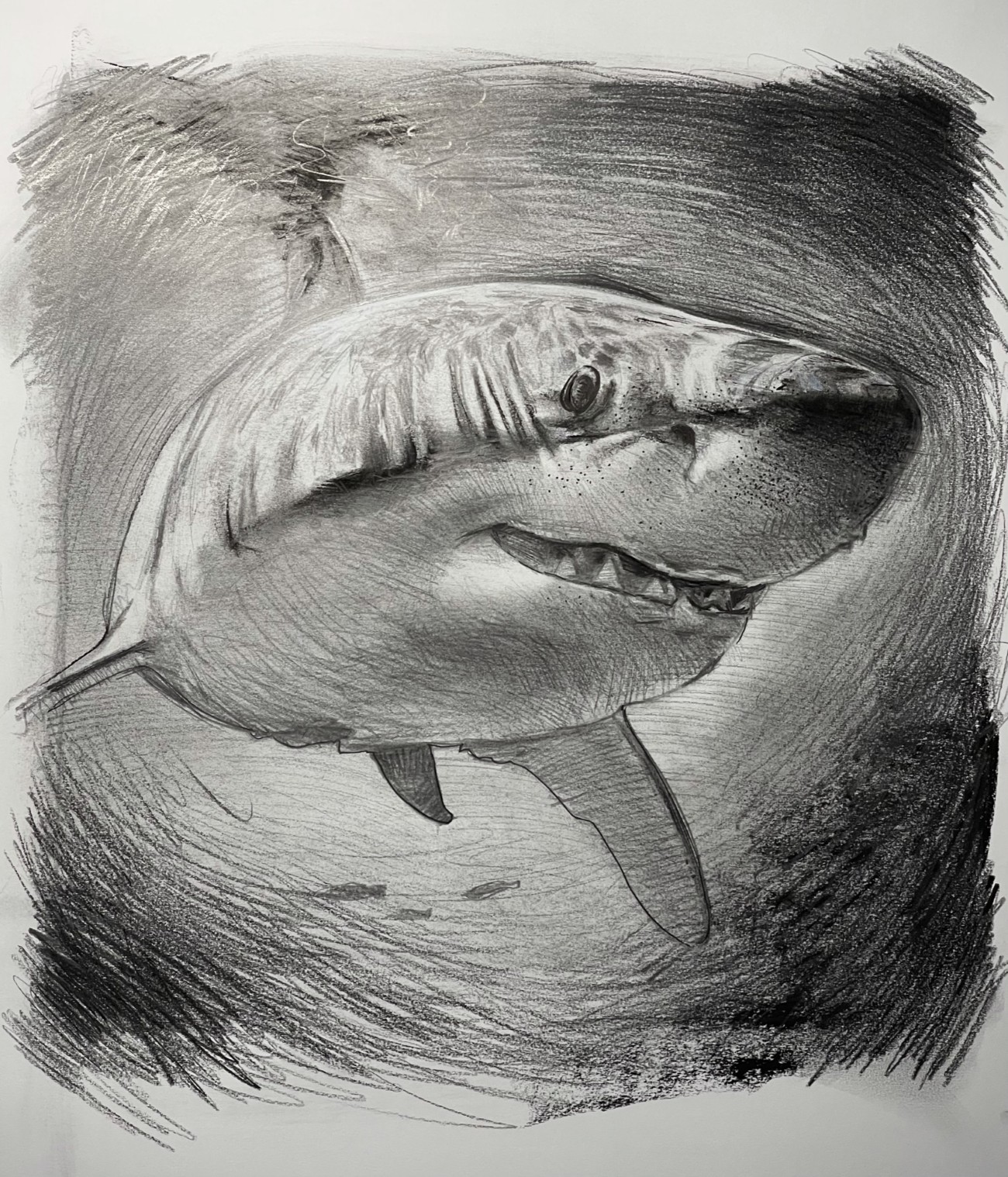 Shark drawing by Euan Rannachan