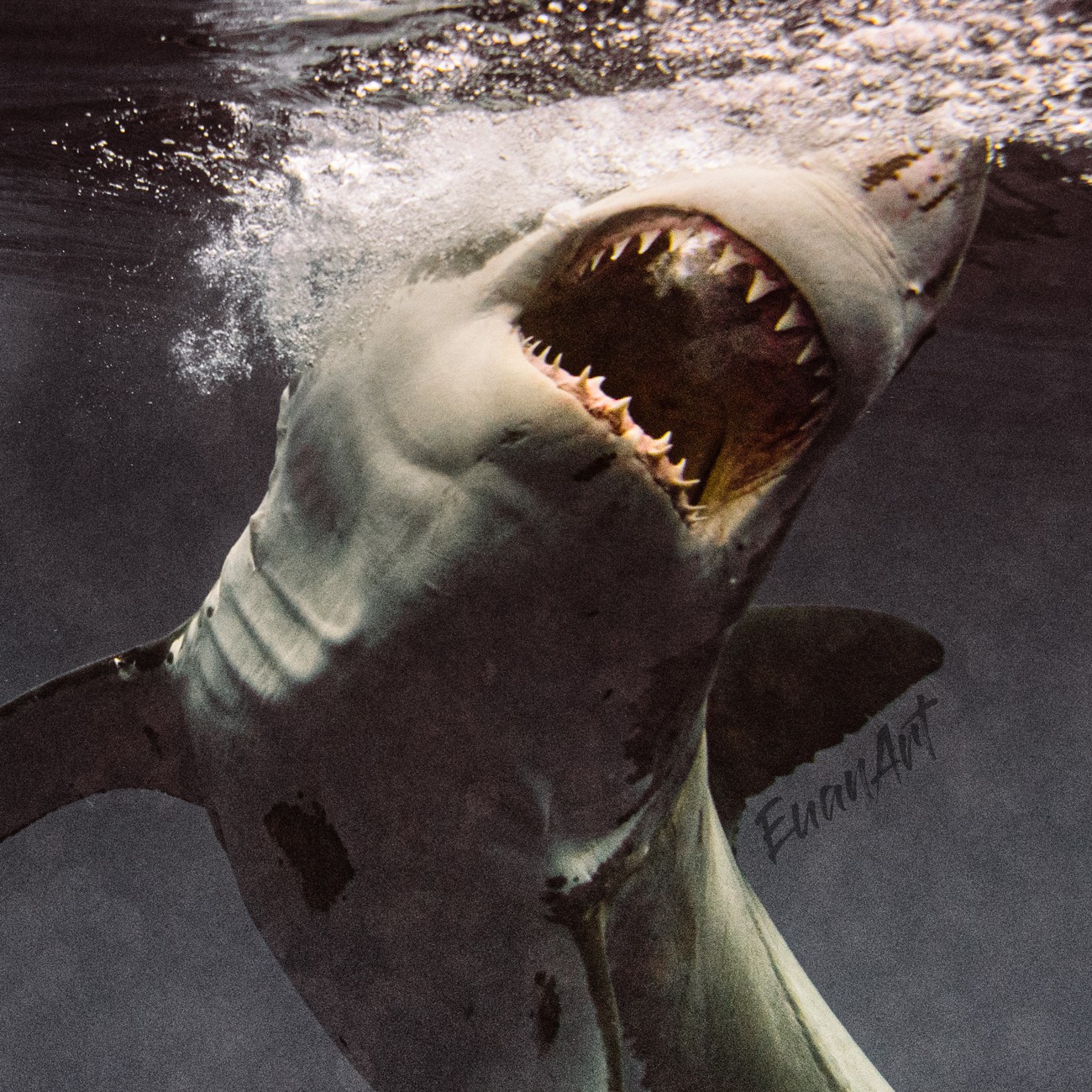 Shark Photography by Euan Rannachan