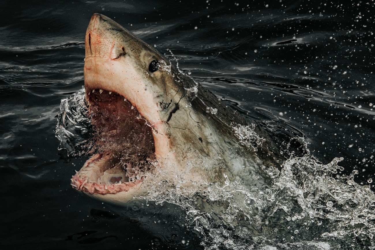 Shark Photography by Euan Rannachan
