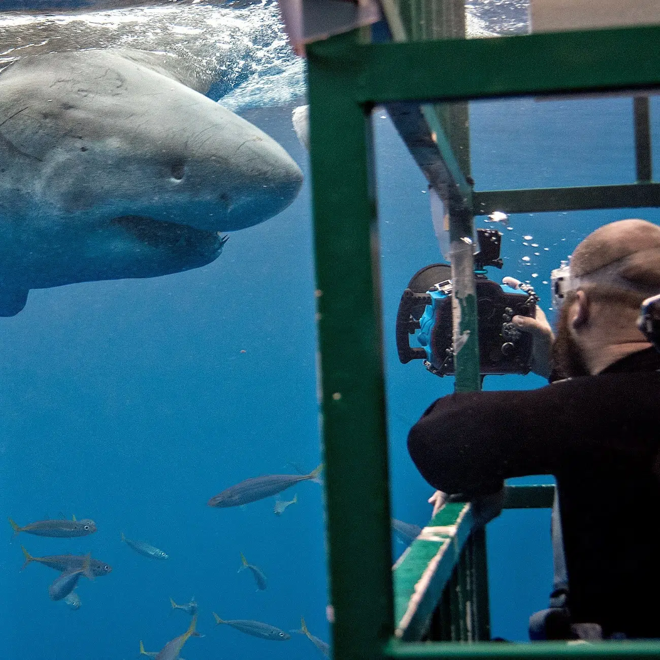 Euan Rannachan photographing a shark from a cage