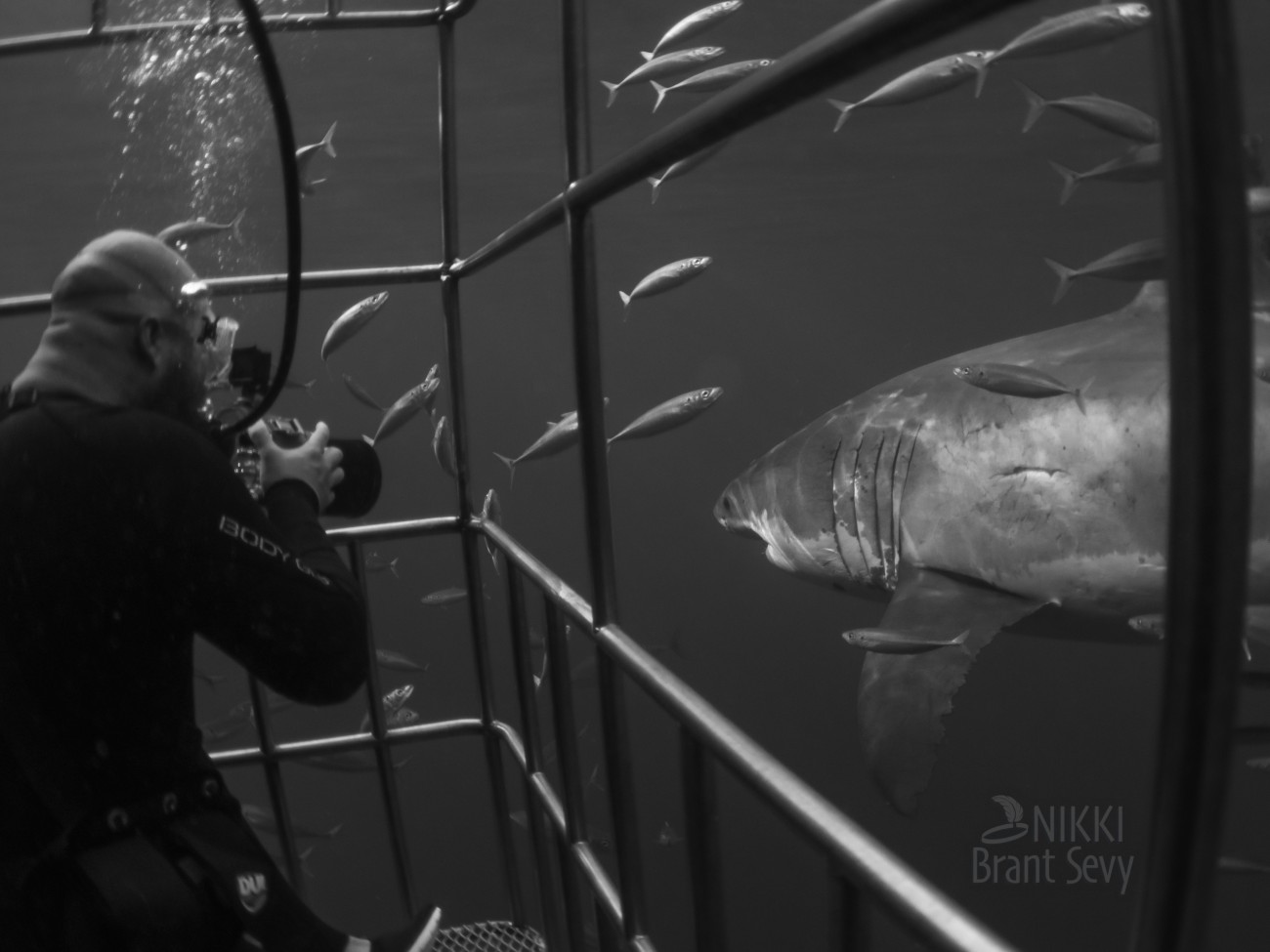 Euan Rannachan photographing a shark from a cage