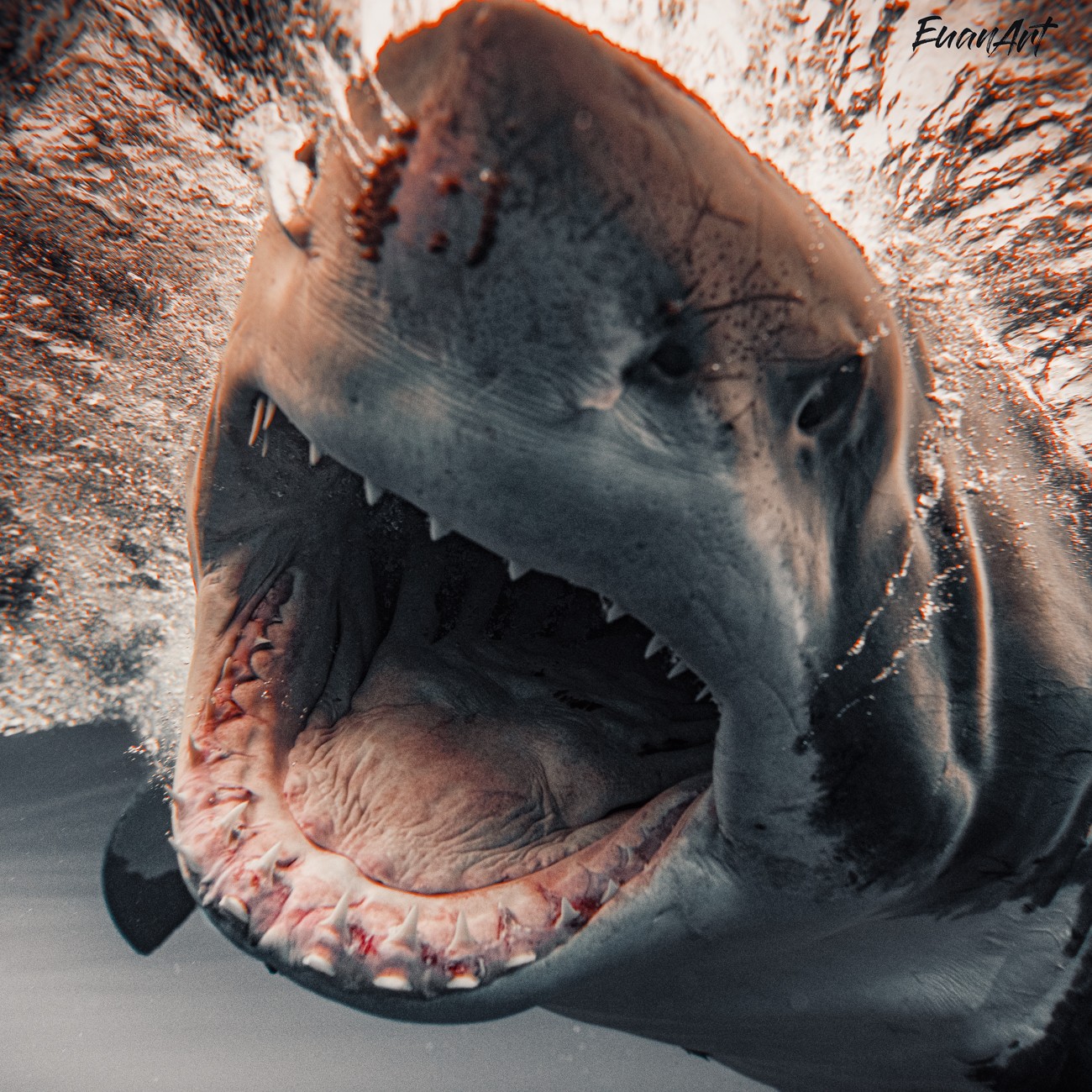 Shark Photography by Euan Rannachan