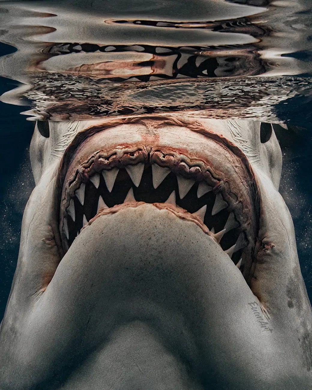 Shark Photography by Euan Rannachan