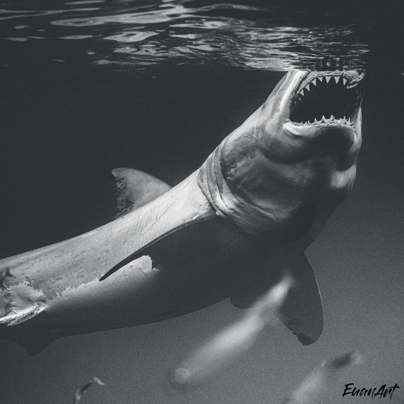 Shark Photography by Euan Rannachan