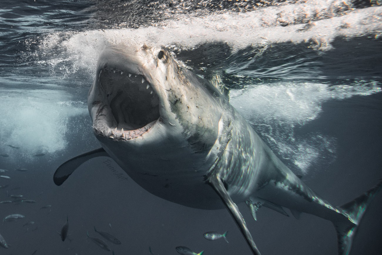 Shark Photography by Euan Rannachan