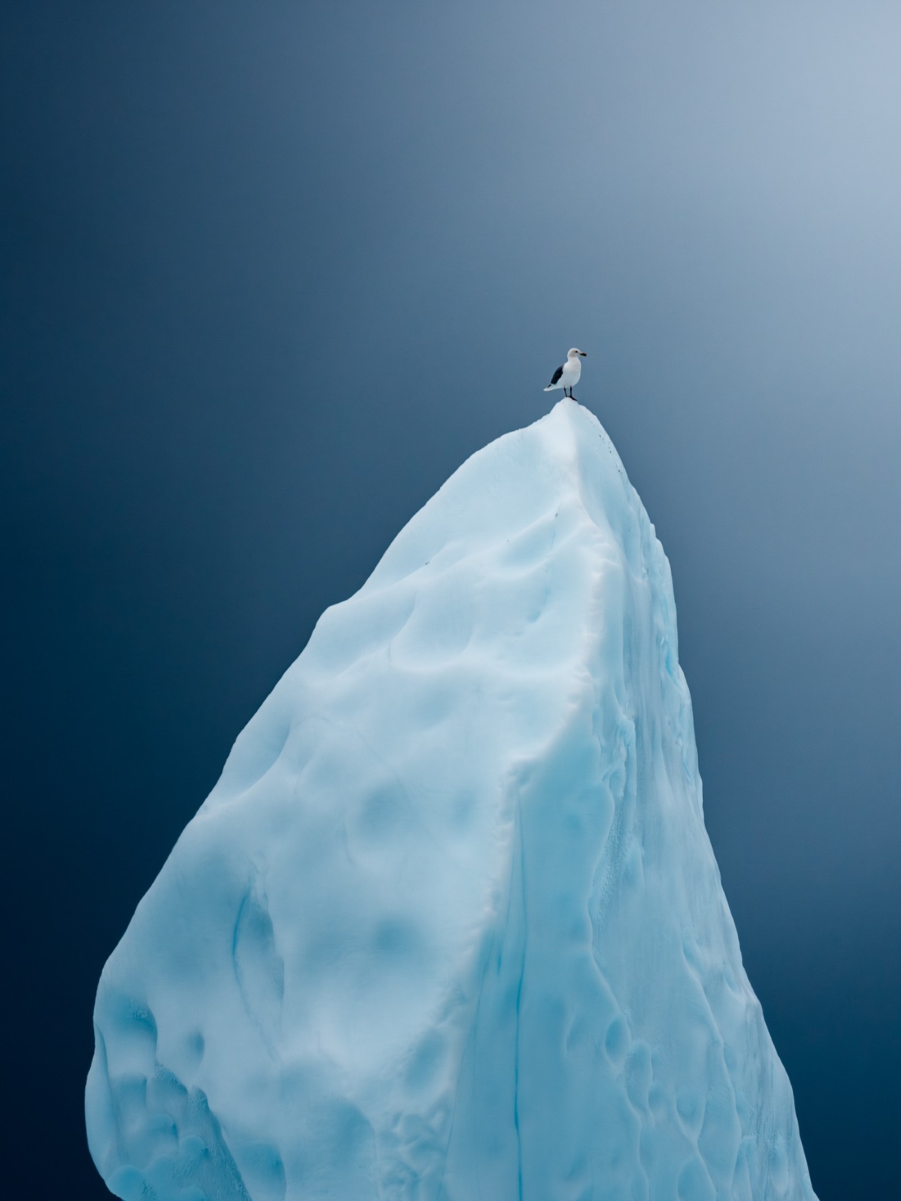 Seabird on an iceberg in Disko Bay in Greenland