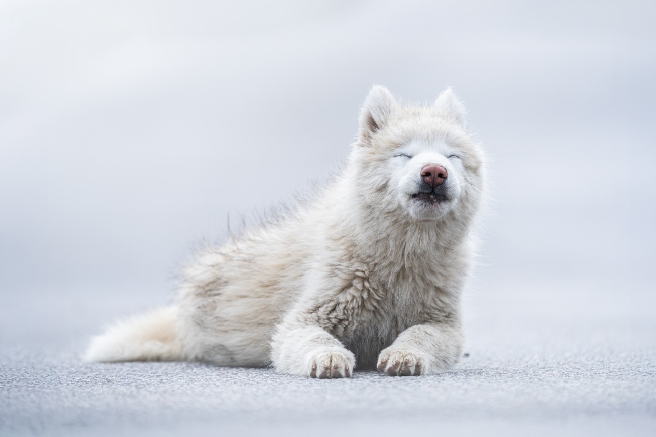 Dog on the road in Greenland by Albert Dros