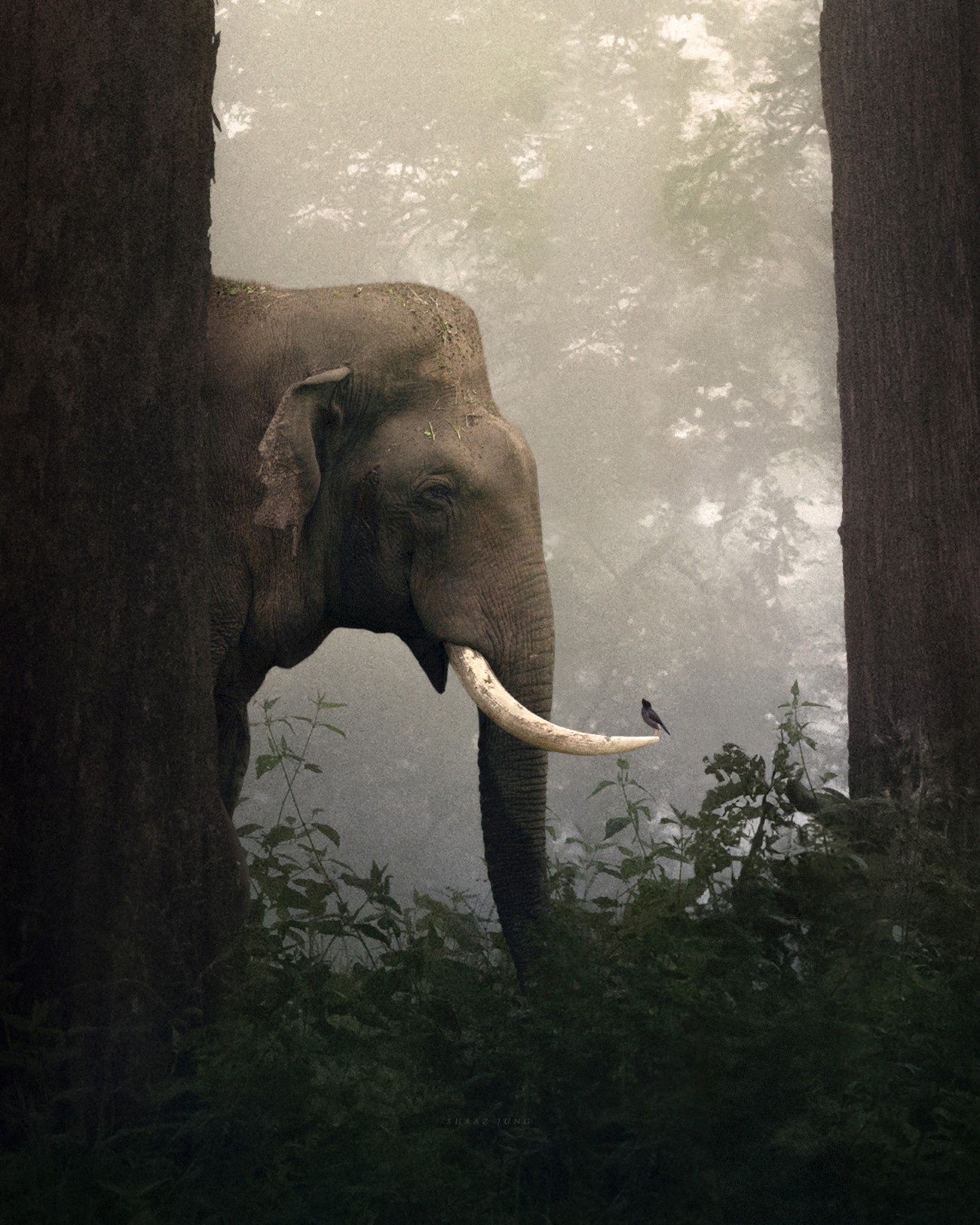 Shaaz Jung bird and elephant photo