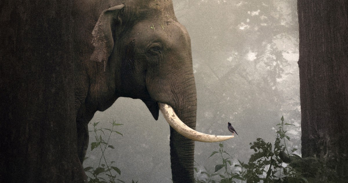 Photographer Captures Beautiful Moment Between an Elephant and a Bird in an Indian Jungle [Interview]