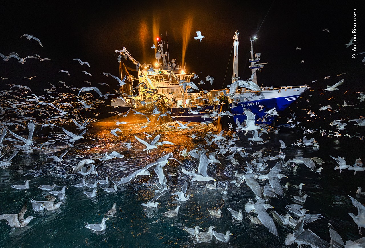 Gulls trying to catch fish out of nets