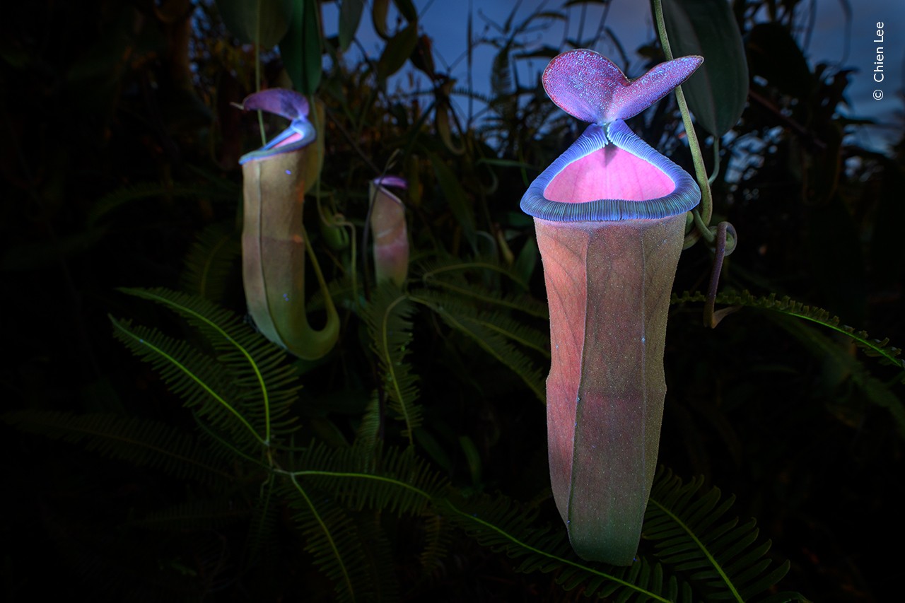 UV light illuminating carnivorous pitcher plants