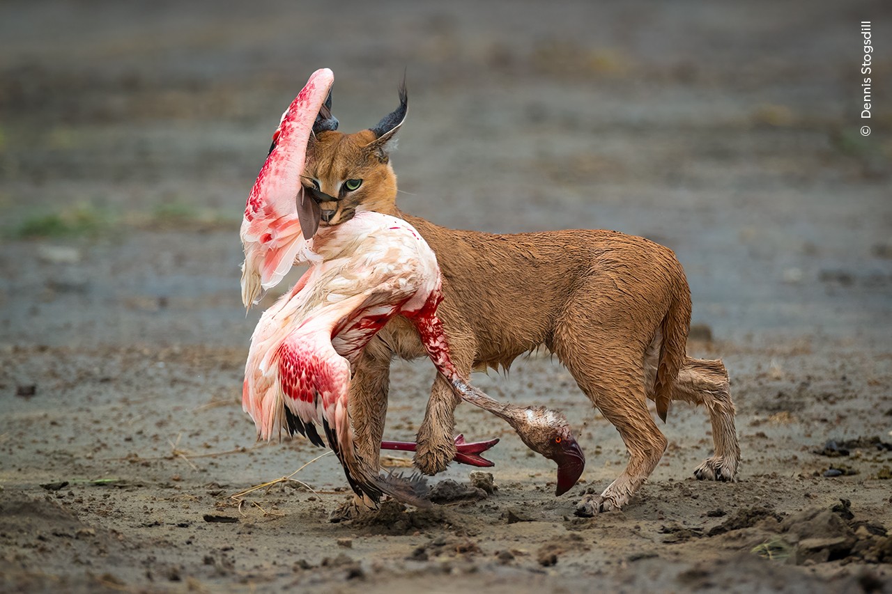 Caracal with a flamingo in its mouth
