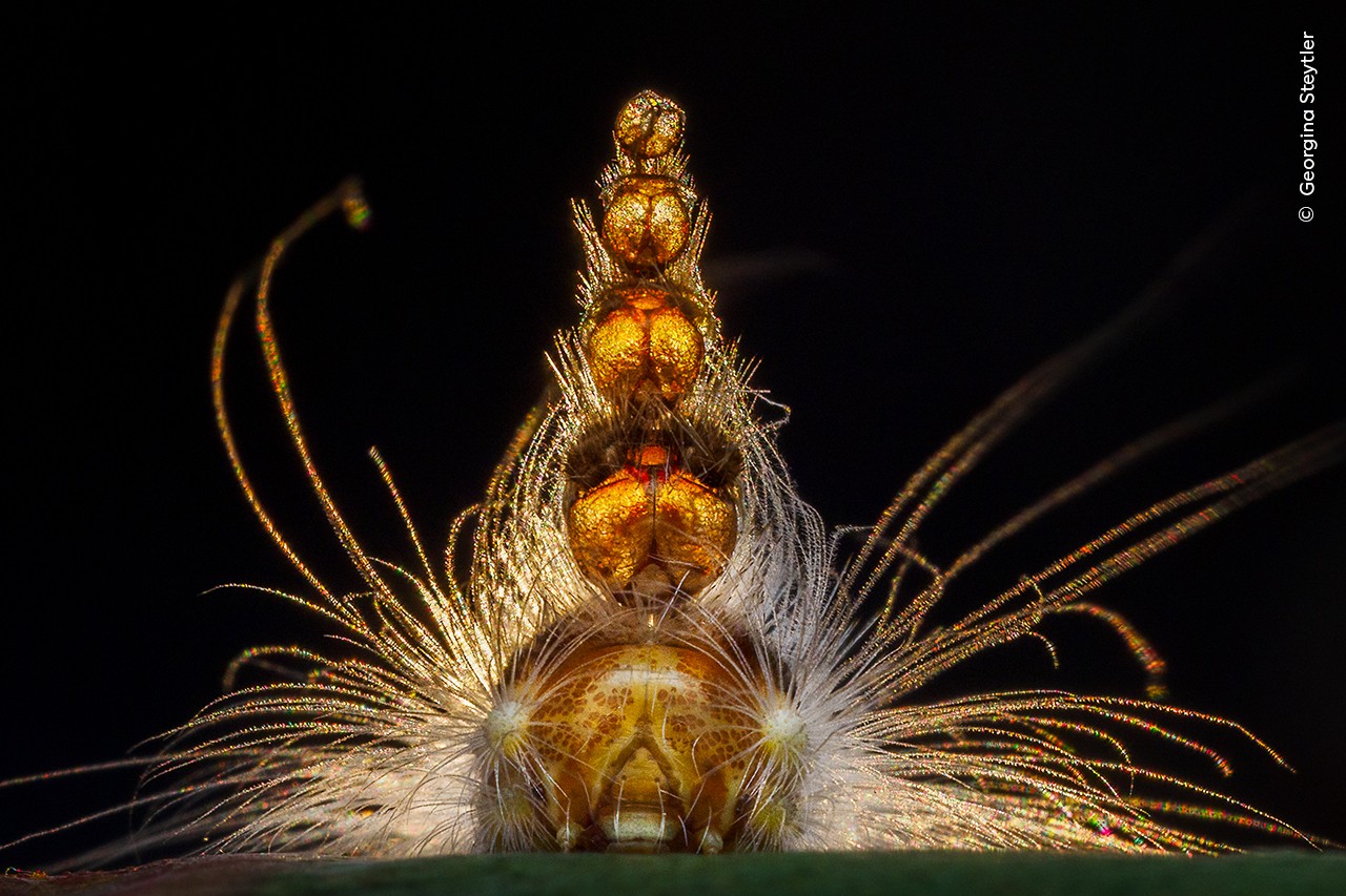 Close up portrait of gum-leaf skeletonizer caterpillar.