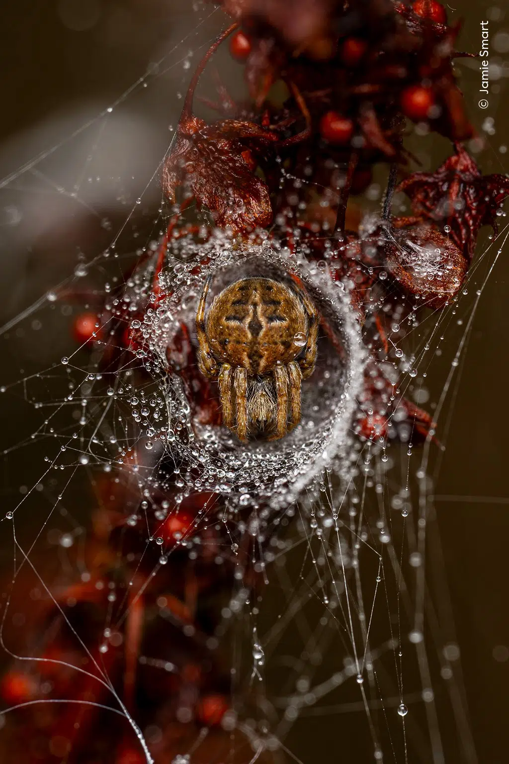Orb weaver in a web