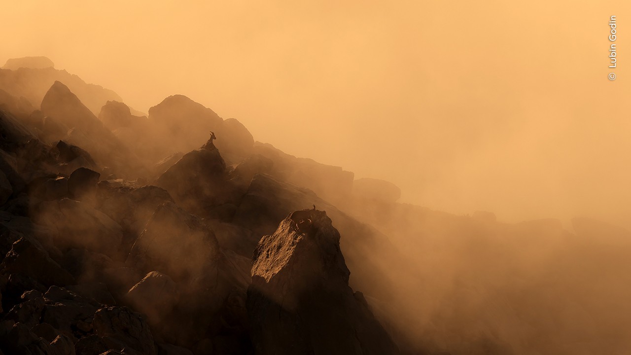 Alpine ibex resting above a sea of clouds during an early morning ascent.