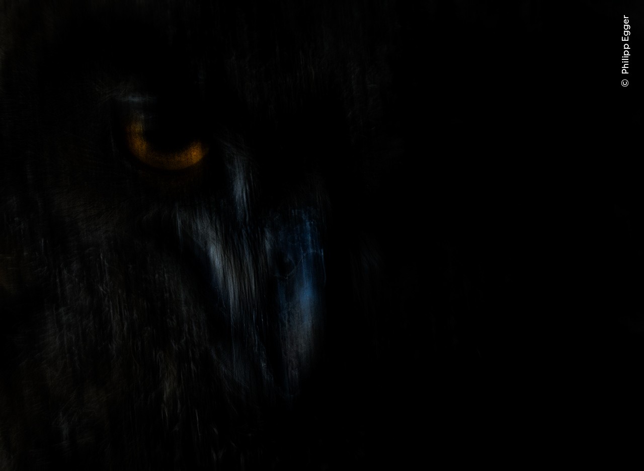 Eagle owl in the dark