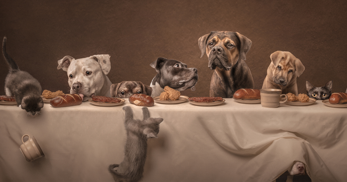 Charming Winners of the 2025 Dog Photography Awards Honor Our Furry Friends