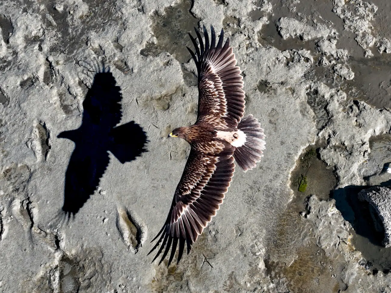 Drone image of eagle flying