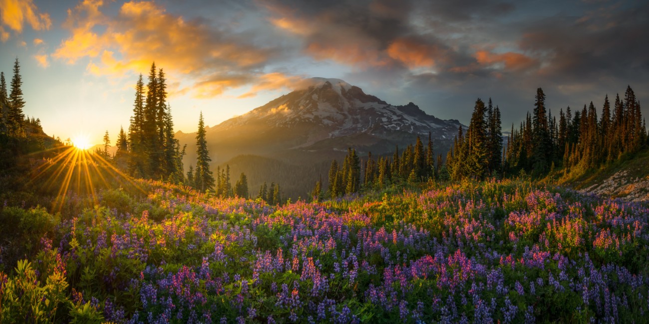 Mount Ranier with flowers in the foreground