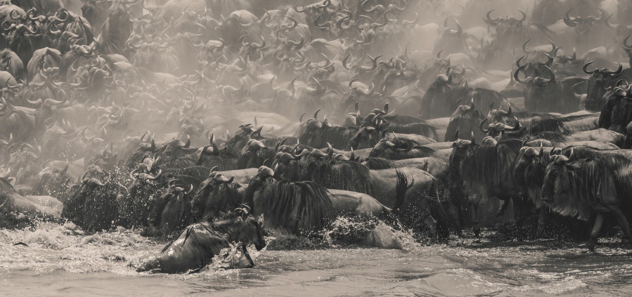 Wildebeest migration in Kenya