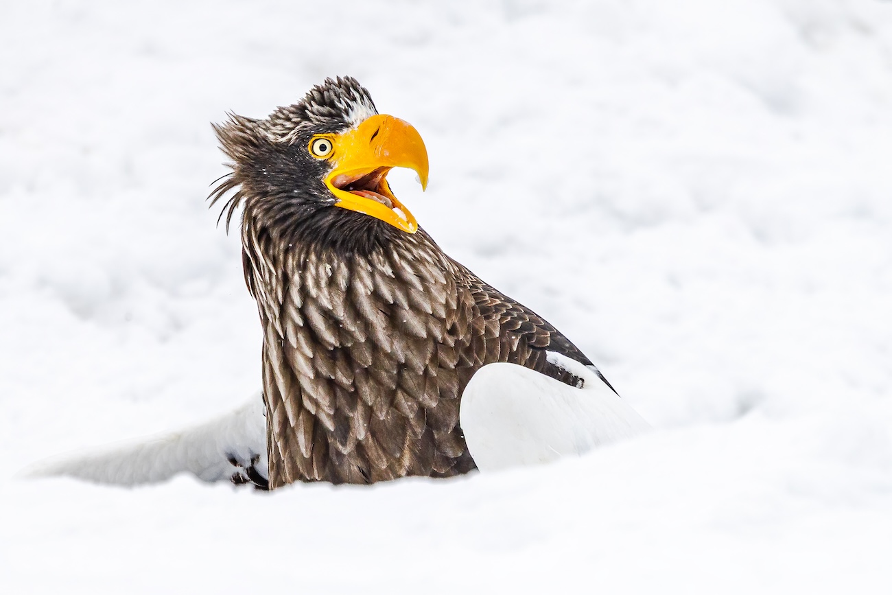 Steller’s Sea Eagle sitting in a deep hole in the snow