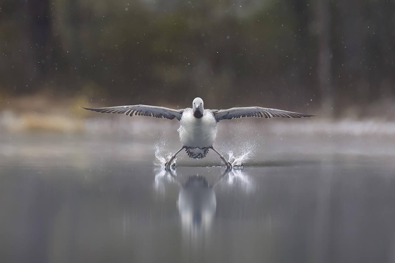 Red-throated loon making a landing in the water
