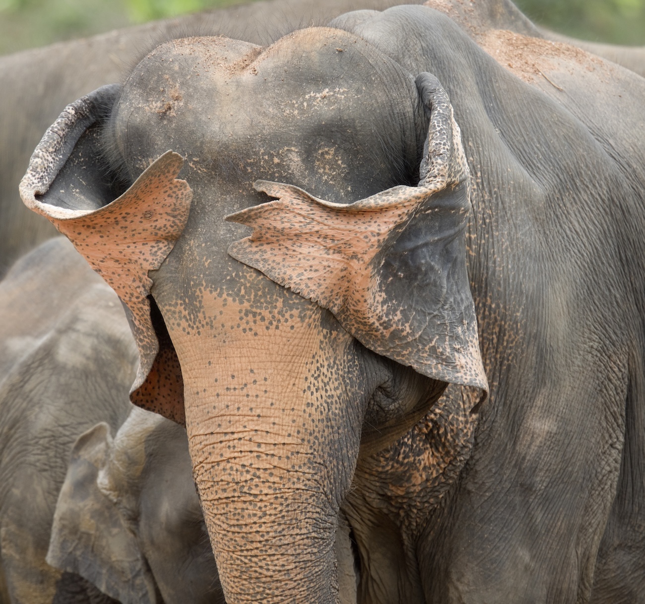 Sri Lankan Elephant playing peek a boo with his ears