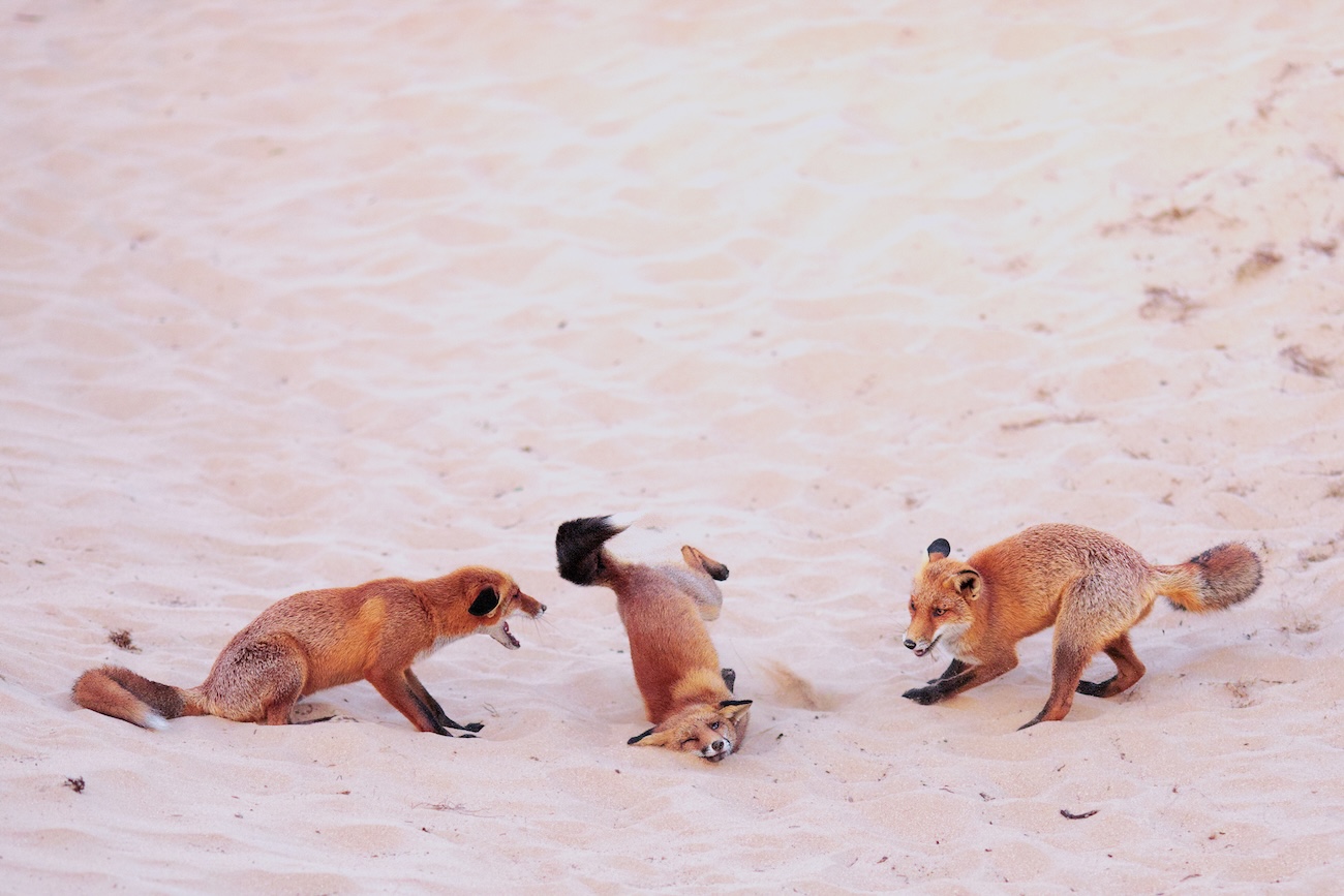 Three red foxes playing together in the Netherlands