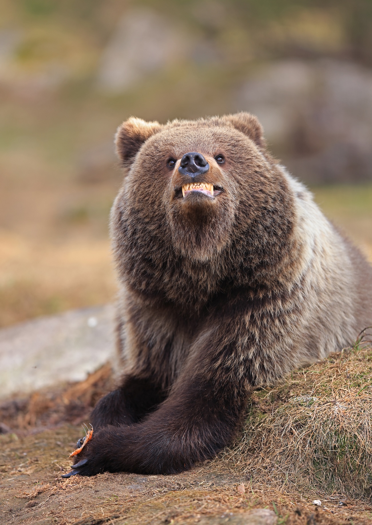 Brown bear smiling
