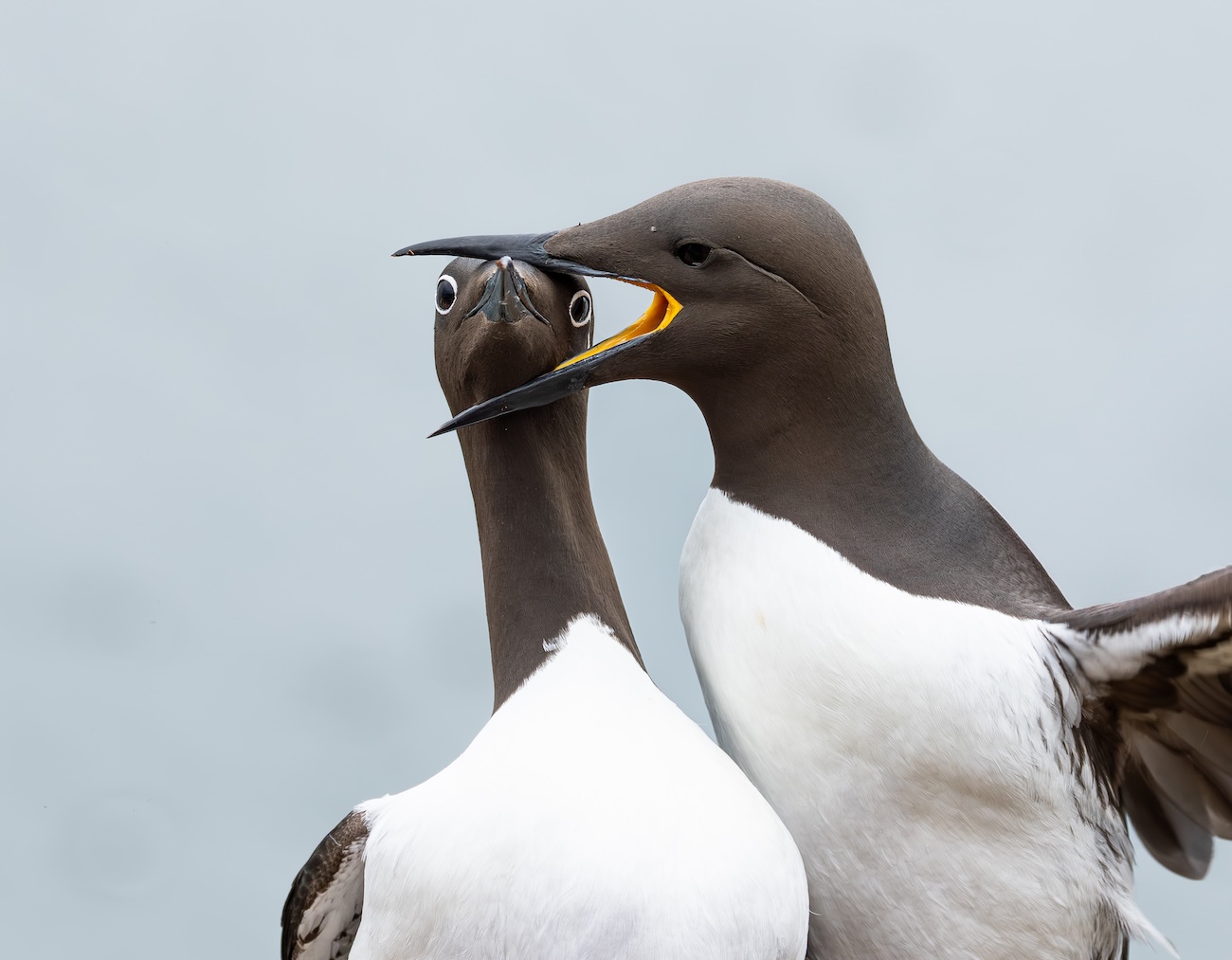 Two guillemots, one with its beak around the other one's head