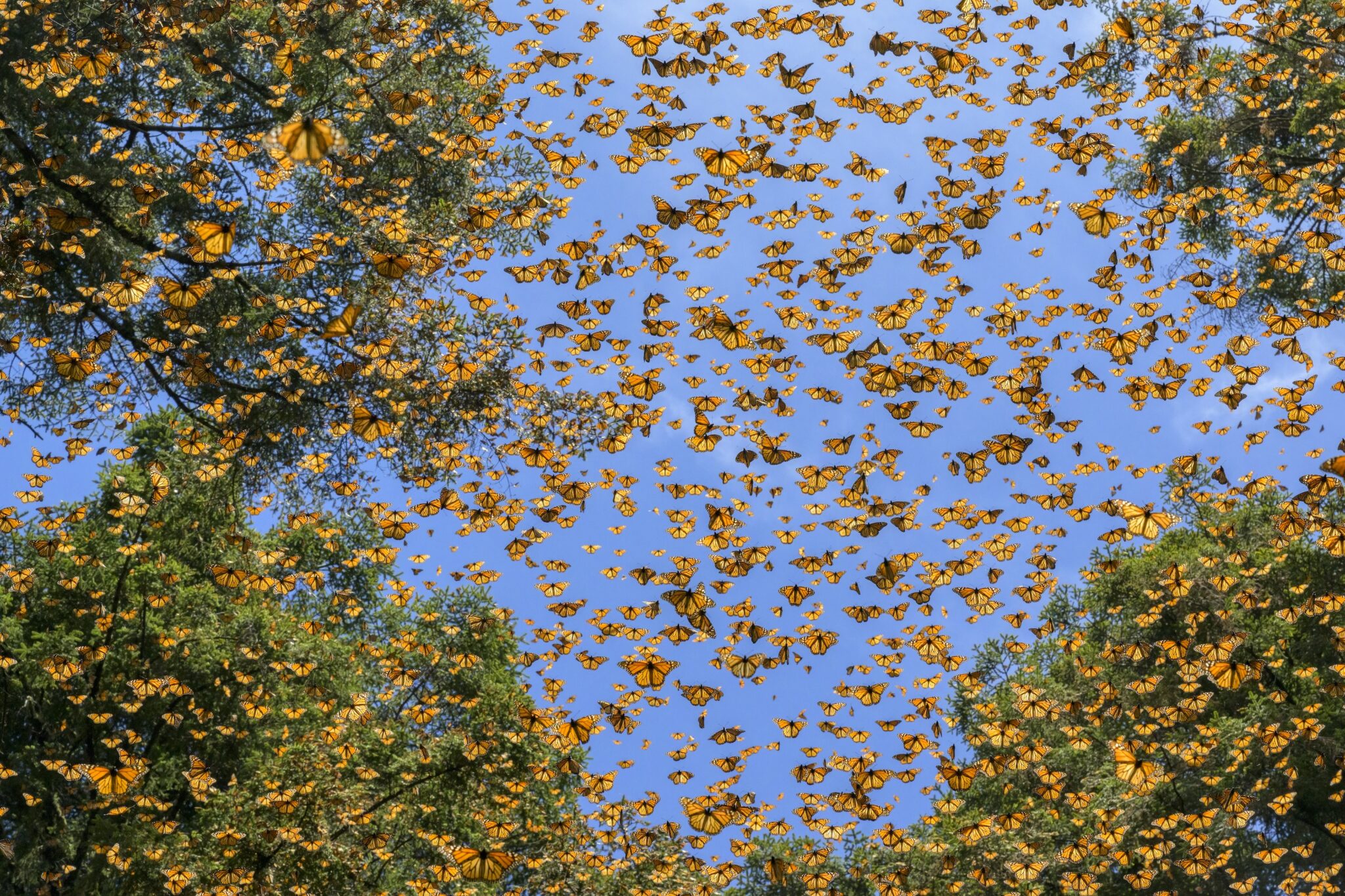 Jaime Rojo, 2023. Butterflies stream through the trees in El Rosario, a sanctuary within the Monarch Butterfly Biosphere Reserve in Michoacán, Mexico.